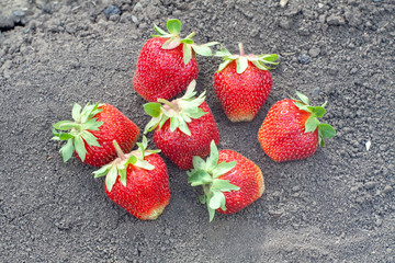 strawberries just plucked from a Bush in a private garden