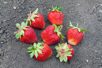 fresh strawberries lying on the ground