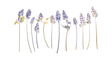 Fototapeten Set of pressed dried lavender flowers © Coffeechocolates