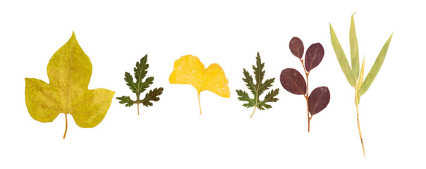 Set of dry pressed leaves of various shapes isolated