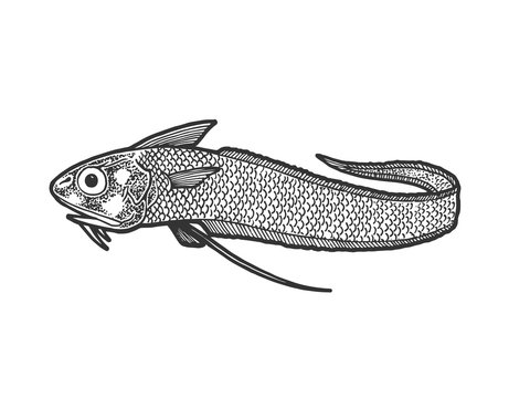 Giant grenadier fish sketch line art engraving vector illustration. Scratch board style imitation. Hand drawn image.