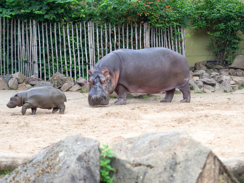 Nilpferd Mama mit ihrem Baby im K&ouml;lner Zoo