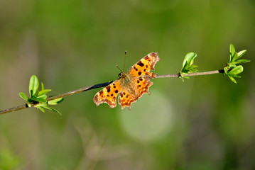 Polygonia c-album