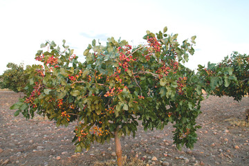 Fototapeta na wymiar Pistachio tree full of fruits