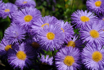 Blue flowers in the flowerbed in the summer season