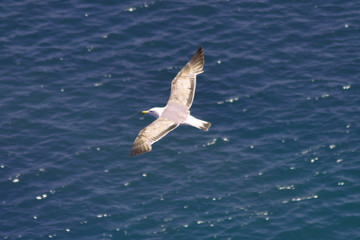 Fototapeta na wymiar Flying seagull over the sea