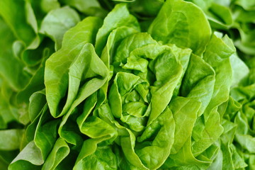 Fototapeta na wymiar Salad at marketplace. Fresh green salad .