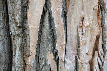 Naklejka premium dry tree bark texture background