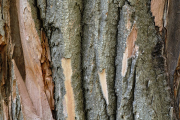 Background texture of tree bark