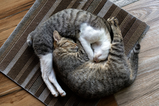 two cats lie in the yin yang position on the rug on the porch of a Buddhist temple