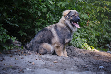 Slovenian Karst shepherd dog breed