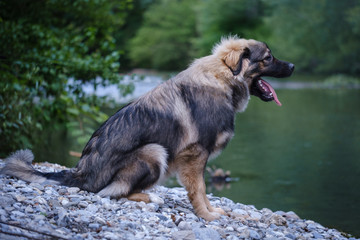 Slovenian Karst shepherd dog breed