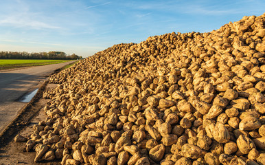 Large heap of harvested sugar beets on the roadside