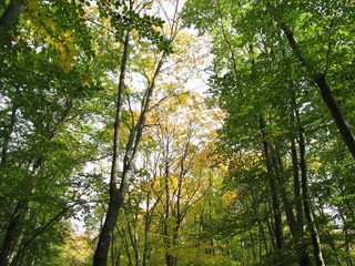 The beginning of autumn or fall in the deciduous forest