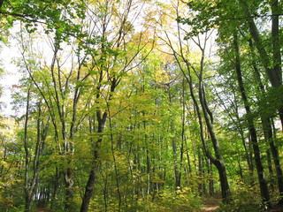The beginning of autumn or fall in the deciduous forest