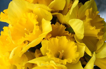 Spring bouquet of flowers background. Yellow daffodil. Yellow narcissus.