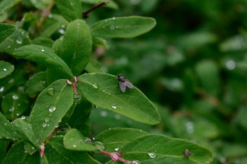 Honeysuckle Bush with berries after rain.