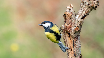 Great Tit on branch