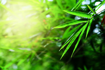 Bamboo forest.green nature background. 