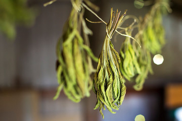 Close up of herbs (Salvia officinalis) drying at the attic