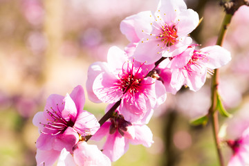 blooming peach trees in spring
