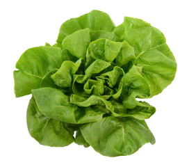 Fototapeta premium Fresh green salad isolated on white background. Food background with drops of water. Fresh butterhead salad. Green butter lettuce vegetable or salad on white surface. 