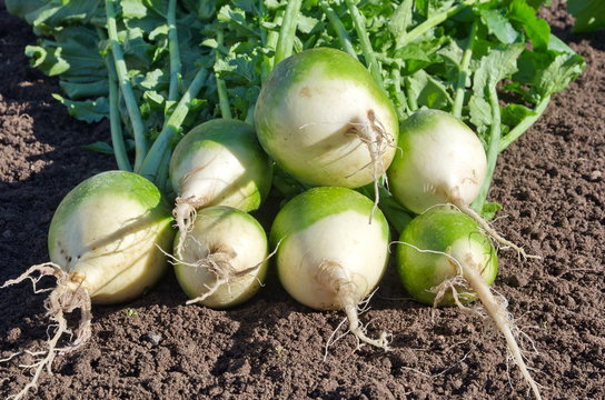 Green (chinese) radish on the ground close-up