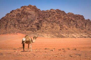 Red sand desert and camels at sunny summer day in Wadi Rum, Jordan. Middle East. UNESCO World Heritage Site and is known as The Valley of the Moon.