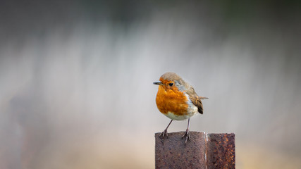 Robin on metal post