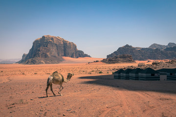 Red sand desert and camels at sunny summer day in Wadi Rum, Jordan. Middle East. UNESCO World...