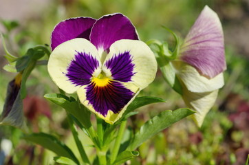 Viola tricolor blooms in the garden on a summer day