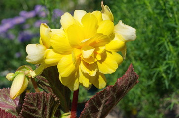 Yellow blooming tuberous begonia close-up