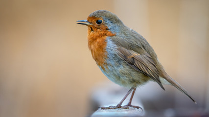 Robin on farm trailer