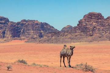 Red sand desert and camels at sunny summer day in Wadi Rum, Jordan. Middle East. UNESCO World Heritage Site and is known as The Valley of the Moon.