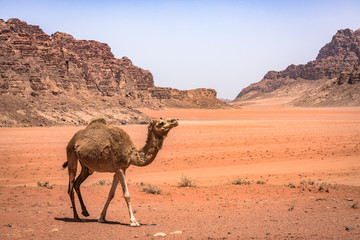 Red sand desert and camels at sunny summer day in Wadi Rum, Jordan. Middle East. UNESCO World...