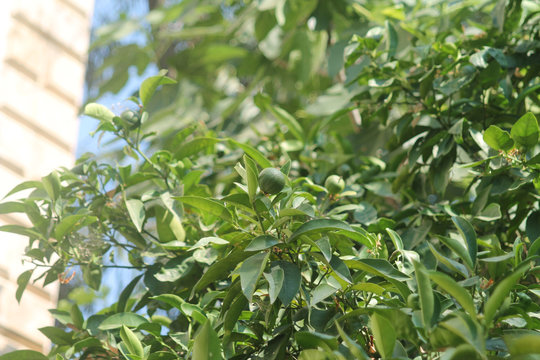 Green orange fruit on a tree