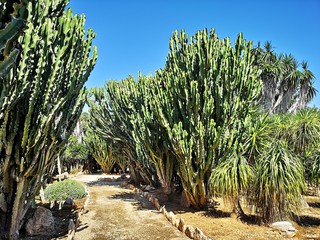 Fototapeta na wymiar Kakteen Garten Arizona