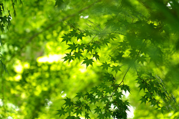 Fototapeta na wymiar 新緑・青モミジの木々