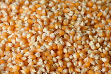 Golden sweetcorn, Popcorn, texture, Background