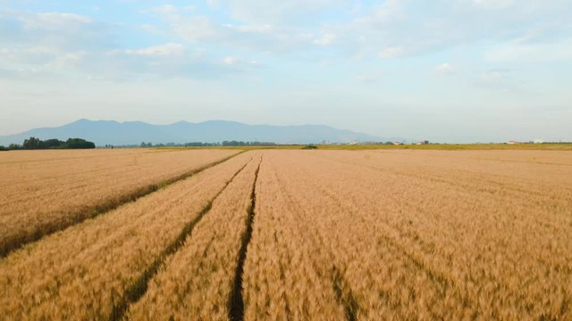 Campo di farro spelta, vista aera