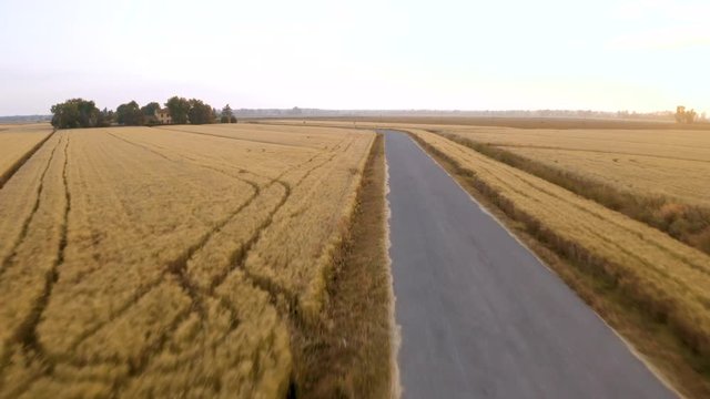 Campo di farro, anche detto triticum. Il pi&ugrave; antico tipo di frumento coltivato