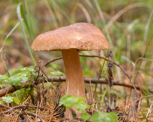 Porcini mushroom growing on the ground