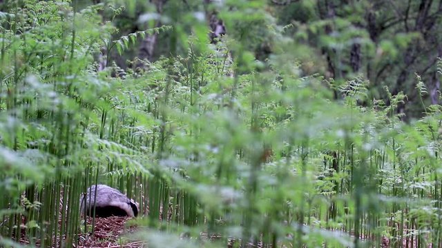 badger, meles meles, eating/lloking amongst bracken surroundings within a birch woodland in Scotland during a June evening.