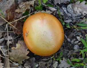 Close up of Amanita Caesarea Mushrooms, also known as Caesars Mushroom. In France known as Roi de Champignons 
