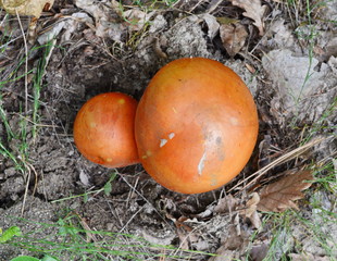 Fototapeta premium Close up of Amanita Caesarea Mushrooms, also known as Caesars Mushroom. In France known as Roi de Champignons 