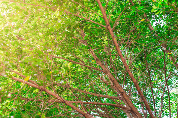 Looking up giant tree canopy with yellow sunlight shining through green leaves for wallpaper.