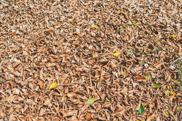 Closeup pile of dry leaves on the ground in the garden. Top view wallpaper.