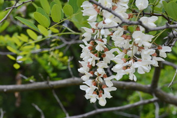 Abundant flowering acacia branch of Robinia pseudoacacia, false acacia, black locust close-up. Source of nectar for tender but fragrant honey. Locust tree blossom - Robinia pseudoacacia 