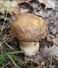Boletus mushroom in a natural environment.