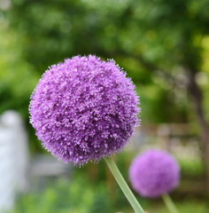 a macro closeup of a curious funny purple pink garden Allium flower cluster from onion and garlic family in the garden